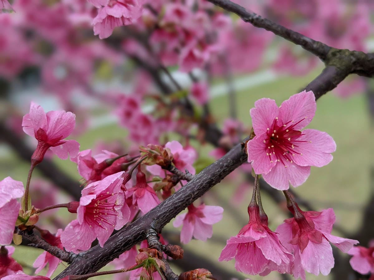 樂活公園追櫻花 康樂山明舉山原始土路新手推薦台北冬天爬山路線