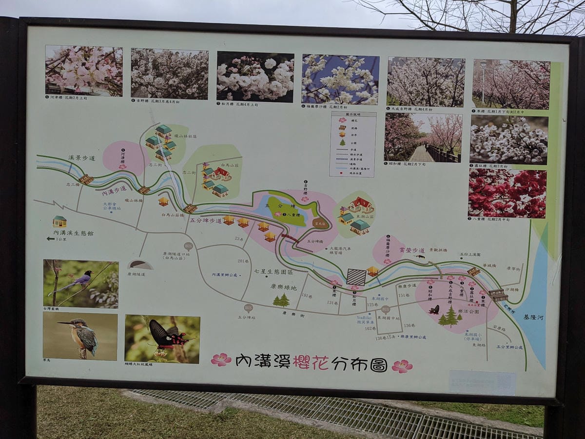 樂活公園追櫻花 康樂山明舉山原始土路新手推薦台北冬天爬山路線