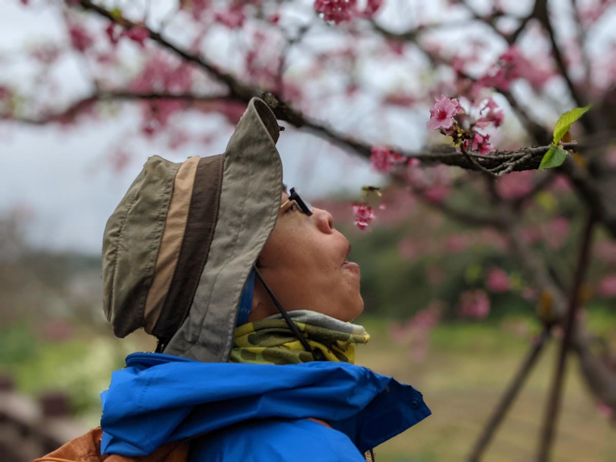 樂活公園追櫻花 康樂山明舉山原始土路新手推薦台北冬天爬山路線