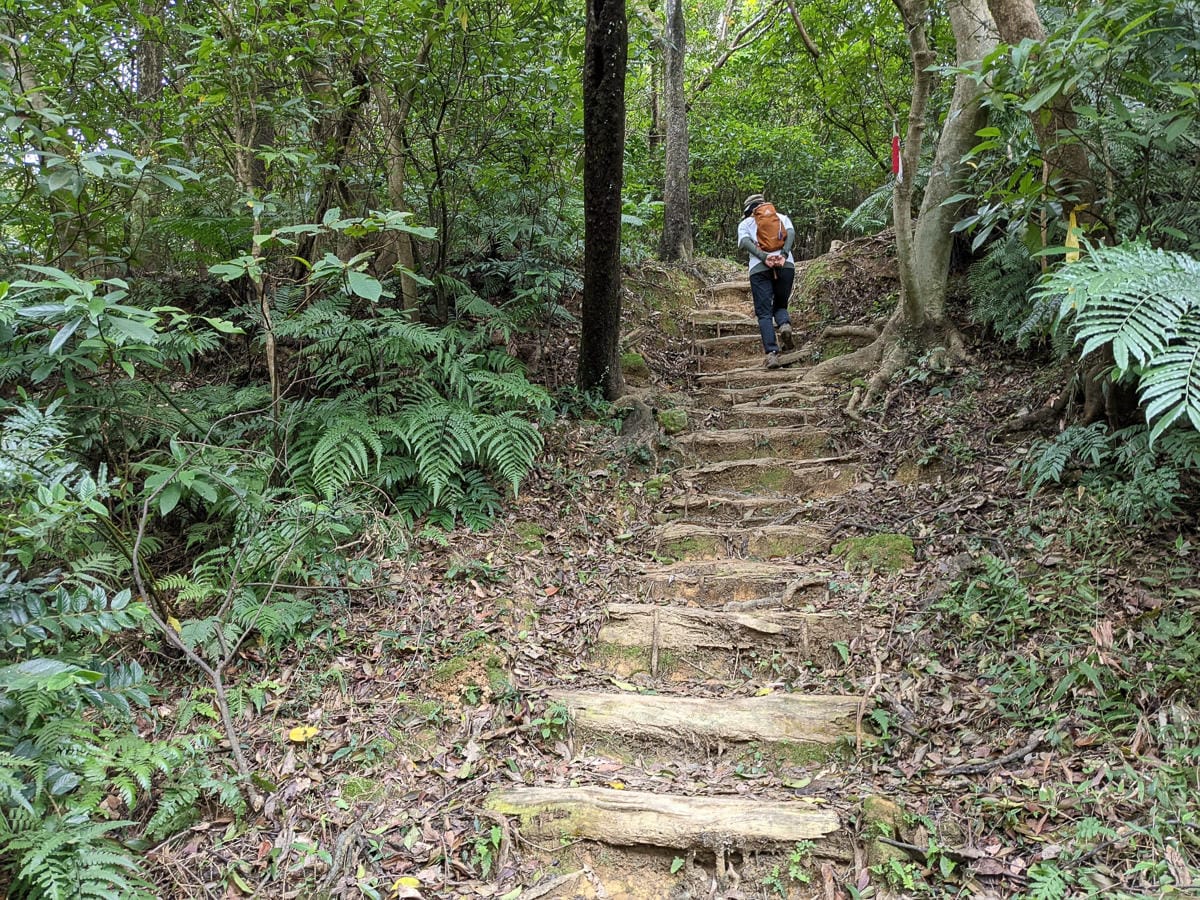 樂活公園追櫻花 康樂山明舉山原始土路新手推薦台北冬天爬山路線