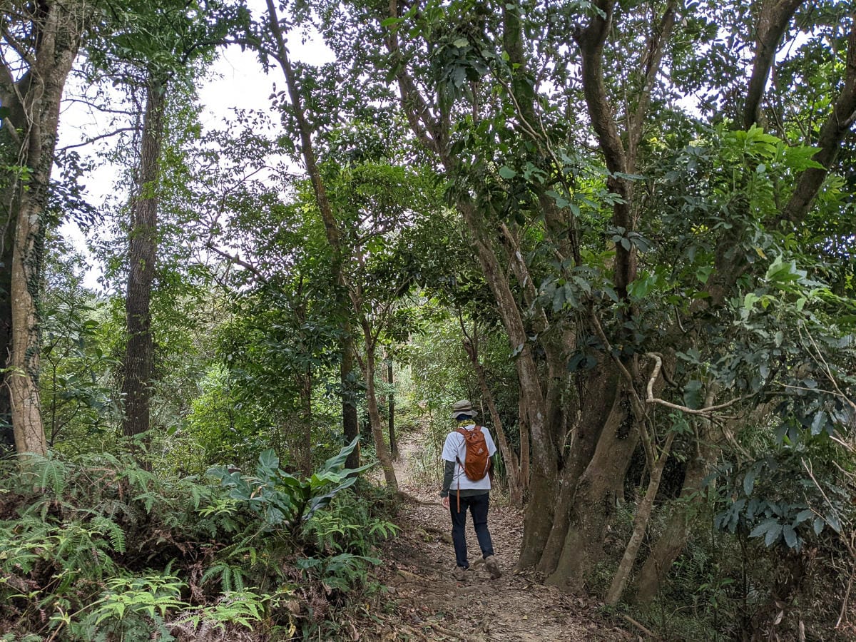 樂活公園追櫻花 康樂山明舉山原始土路新手推薦台北冬天爬山路線