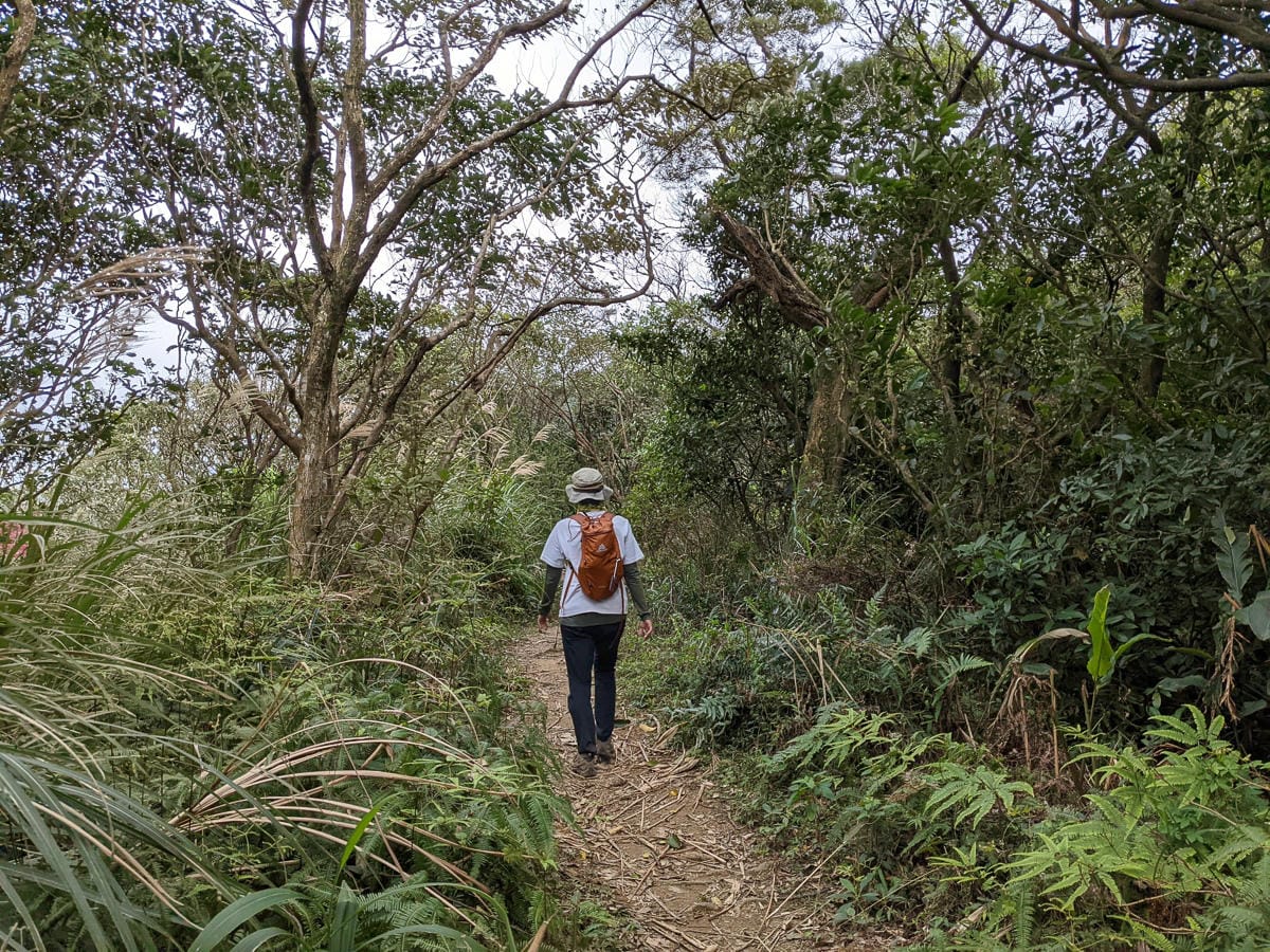 樂活公園追櫻花 康樂山明舉山原始土路新手推薦台北冬天爬山路線