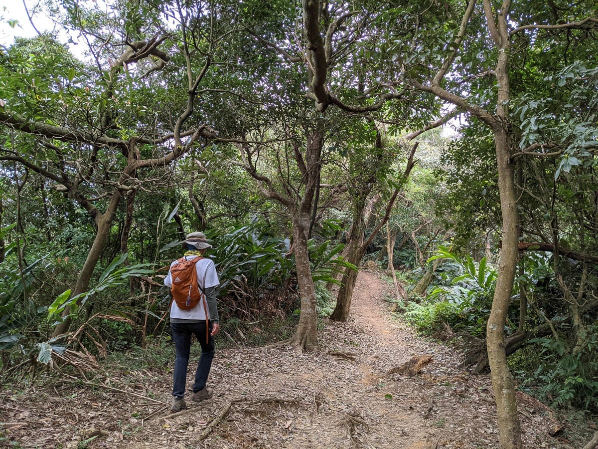 樂活公園追櫻花 康樂山明舉山原始土路新手推薦台北冬天爬山路線