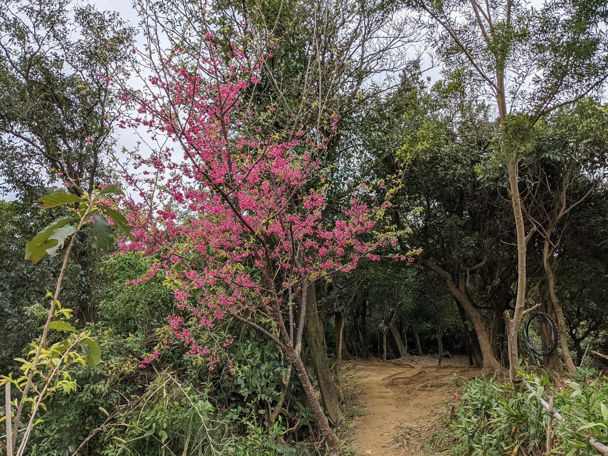 樂活公園追櫻花 康樂山明舉山原始土路新手推薦台北冬天爬山路線