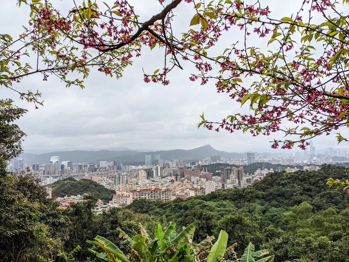 樂活公園追櫻花 康樂山明舉山原始土路新手推薦台北冬天爬山路線