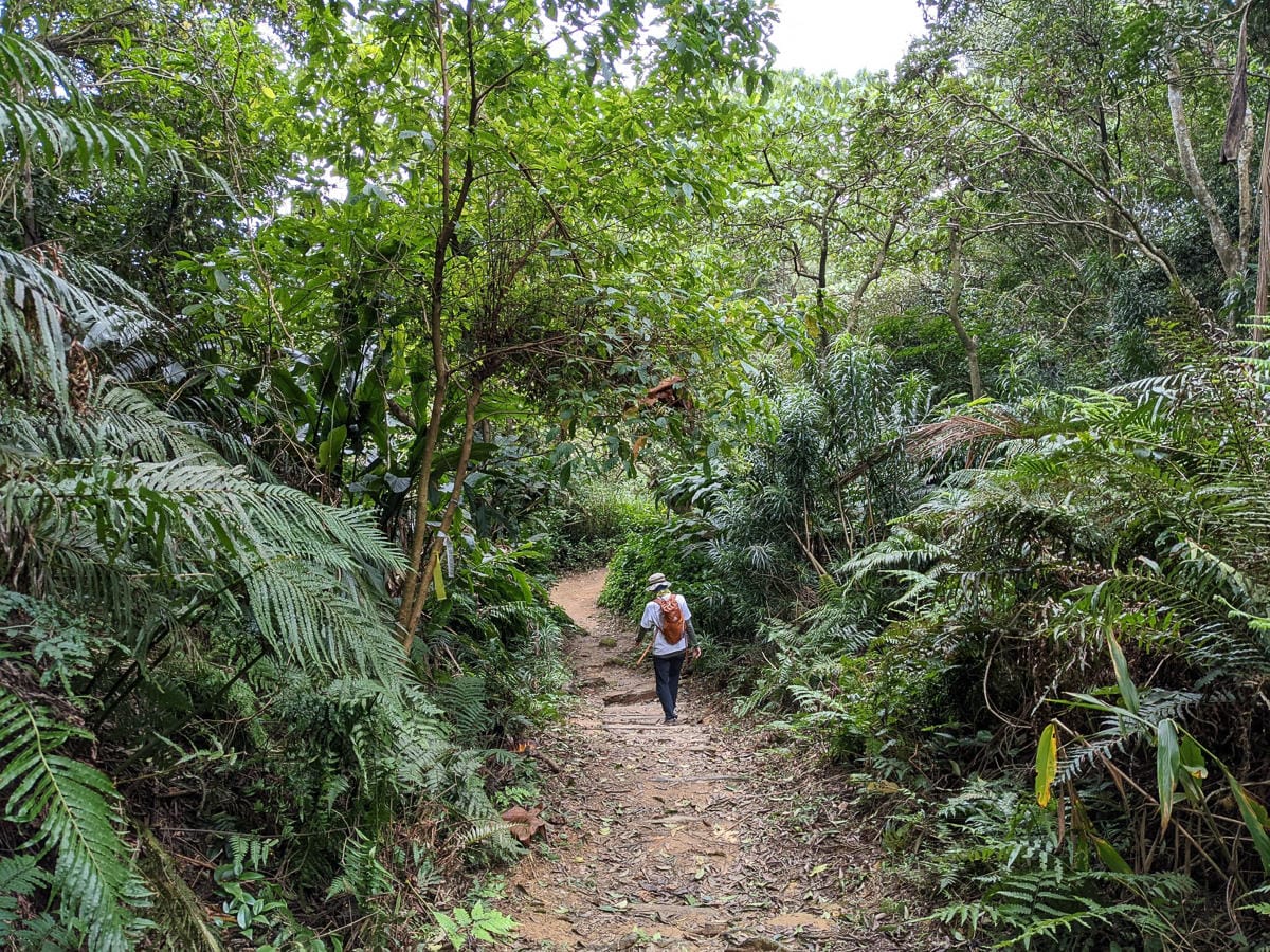 樂活公園追櫻花 康樂山明舉山原始土路新手推薦台北冬天爬山路線