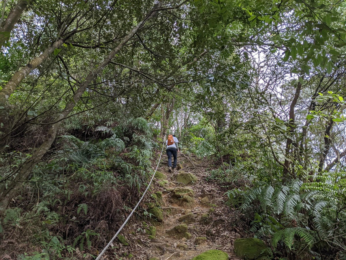 樂活公園追櫻花 康樂山明舉山原始土路新手推薦台北冬天爬山路線