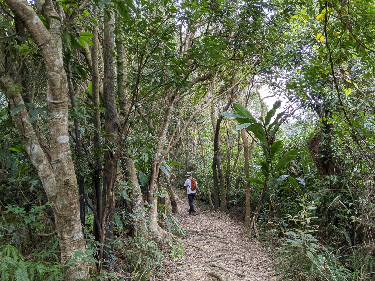樂活公園追櫻花 康樂山明舉山原始土路新手推薦台北冬天爬山路線