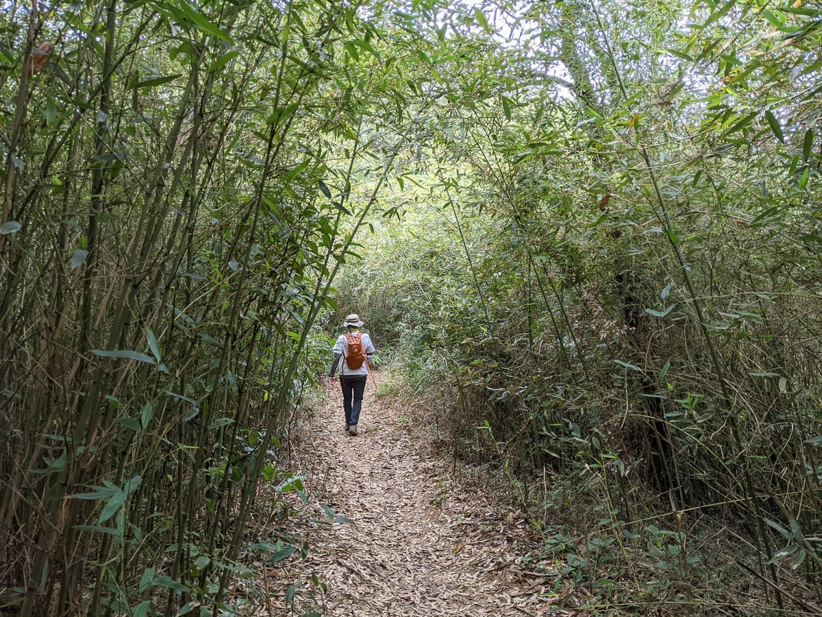 樂活公園追櫻花 康樂山明舉山原始土路新手推薦台北冬天爬山路線