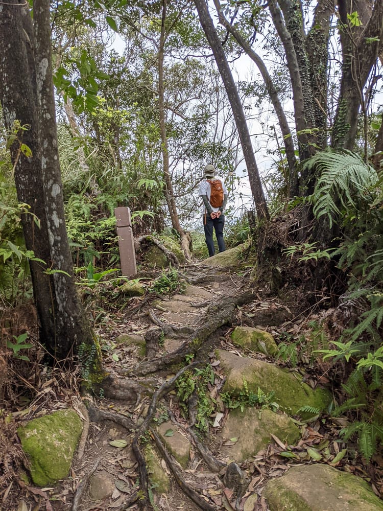 樂活公園追櫻花 康樂山明舉山原始土路新手推薦台北冬天爬山路線