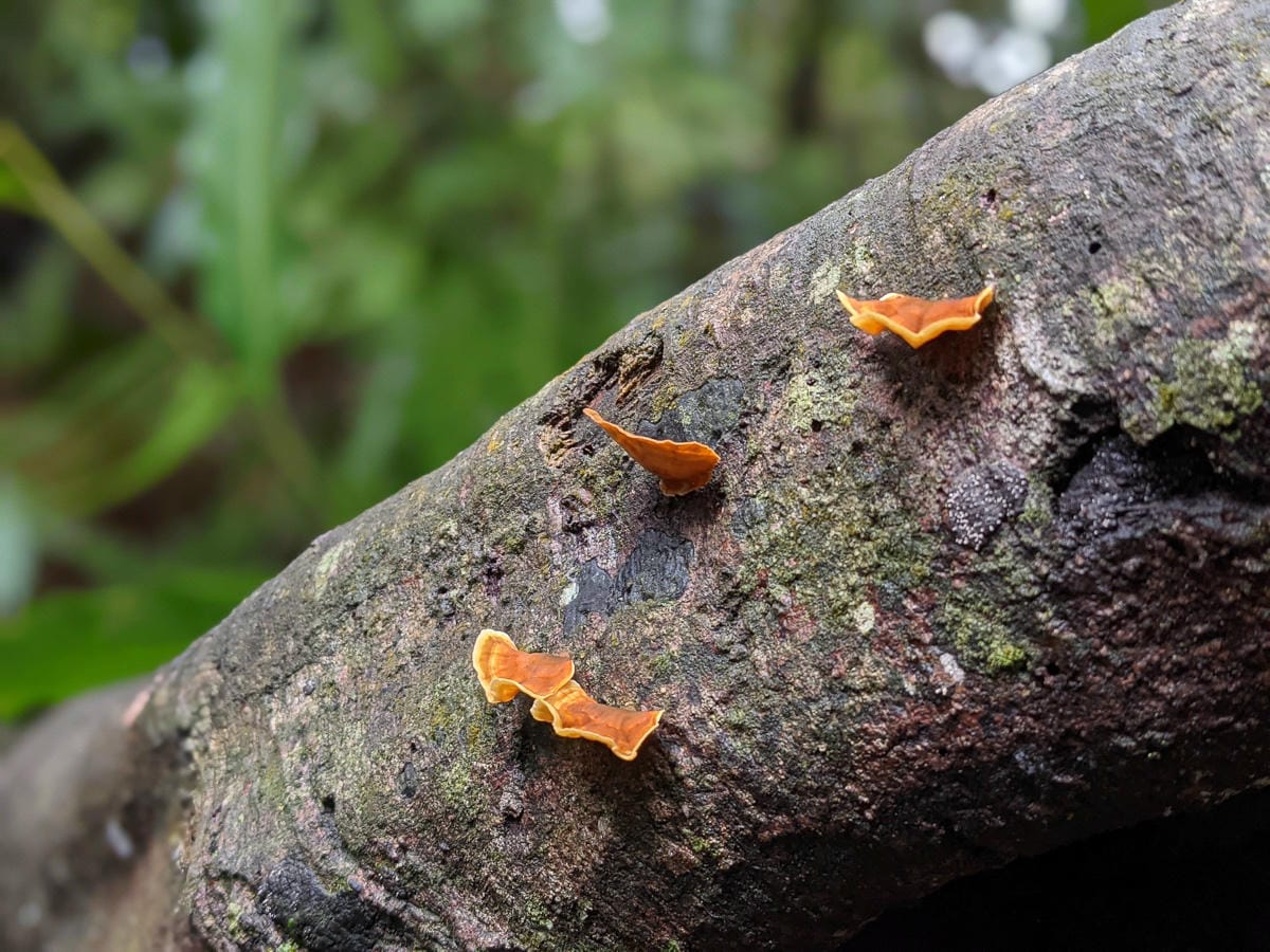 台北大縱走北四段 風櫃嘴到許願步道幸福廣場再接捷運大湖公園