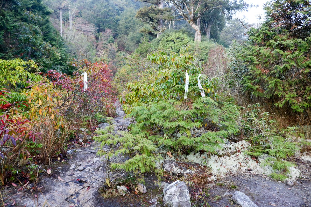 羅馬縱走百岳訓練場 極品中級山羅葉尾山～馬武佐野郡山