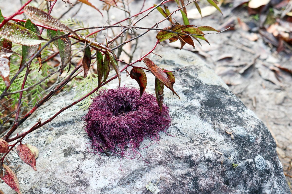 羅馬縱走百岳訓練場 極品中級山羅葉尾山～馬武佐野郡山