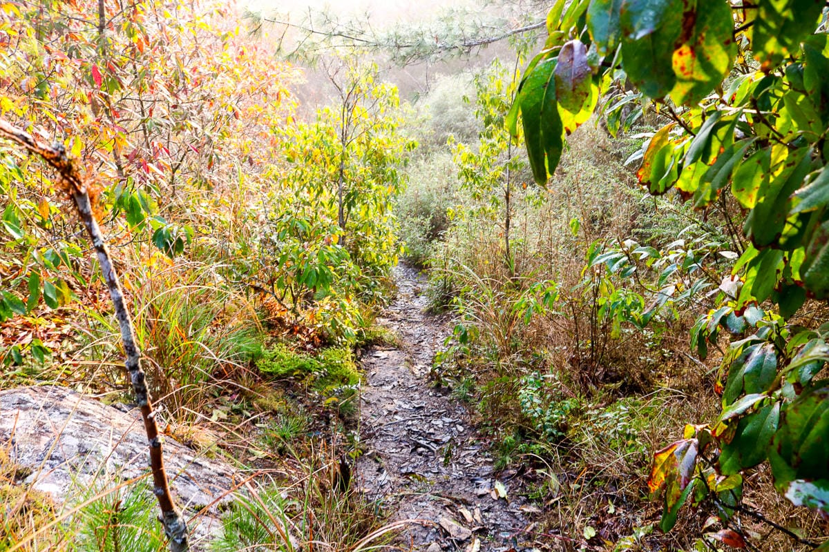 羅馬縱走百岳訓練場 極品中級山羅葉尾山～馬武佐野郡山