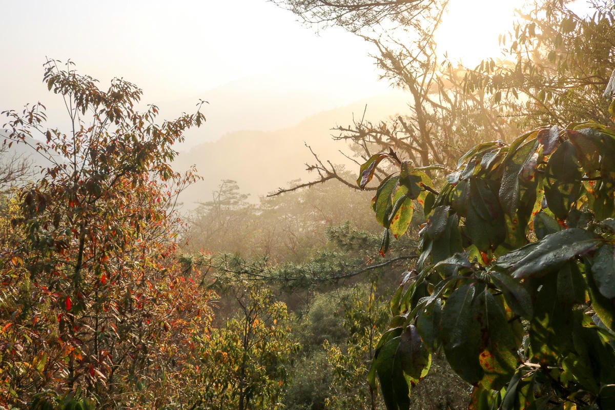 羅馬縱走百岳訓練場 極品中級山羅葉尾山～馬武佐野郡山