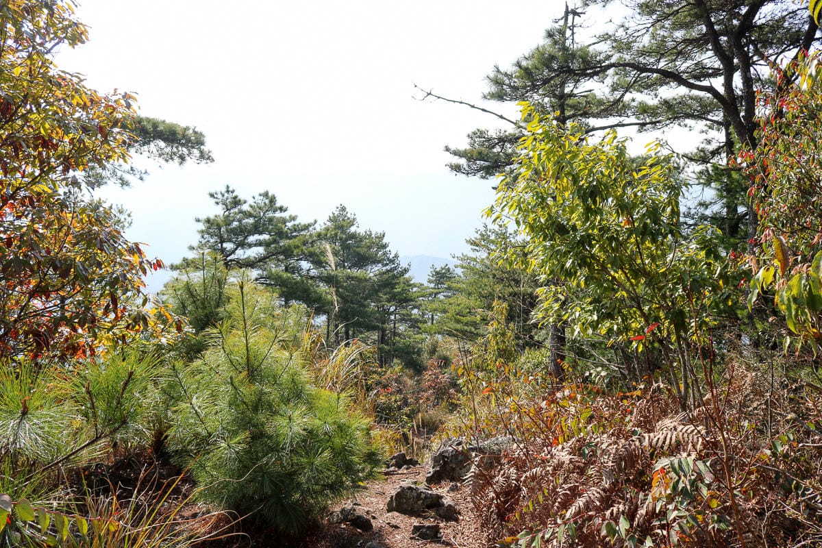 羅馬縱走百岳訓練場 極品中級山羅葉尾山～馬武佐野郡山