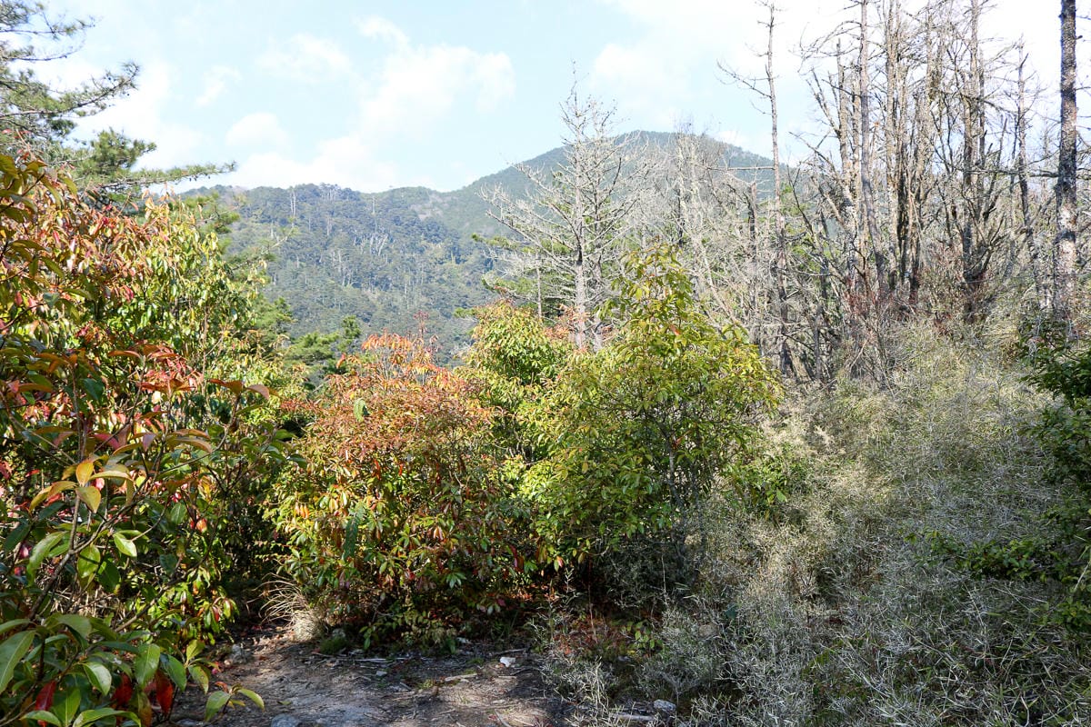 羅馬縱走百岳訓練場 極品中級山羅葉尾山～馬武佐野郡山