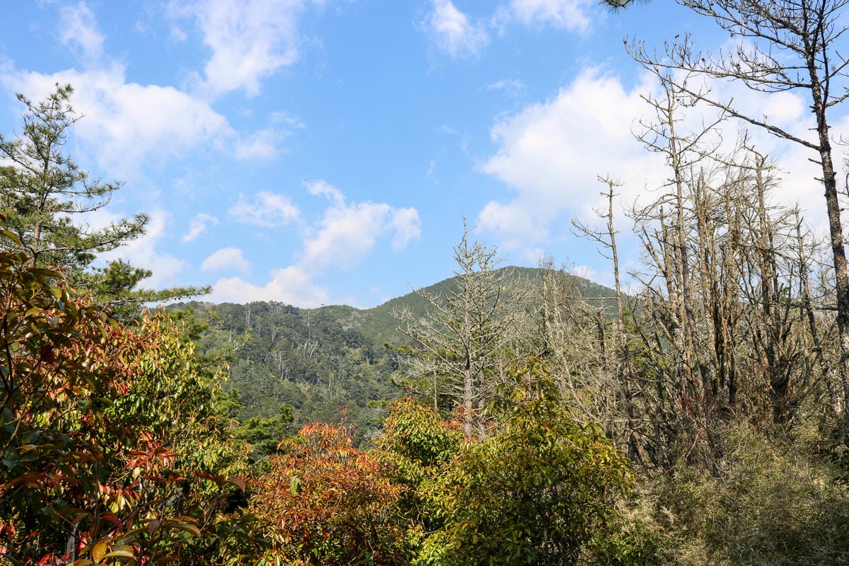 羅馬縱走百岳訓練場 極品中級山羅葉尾山～馬武佐野郡山