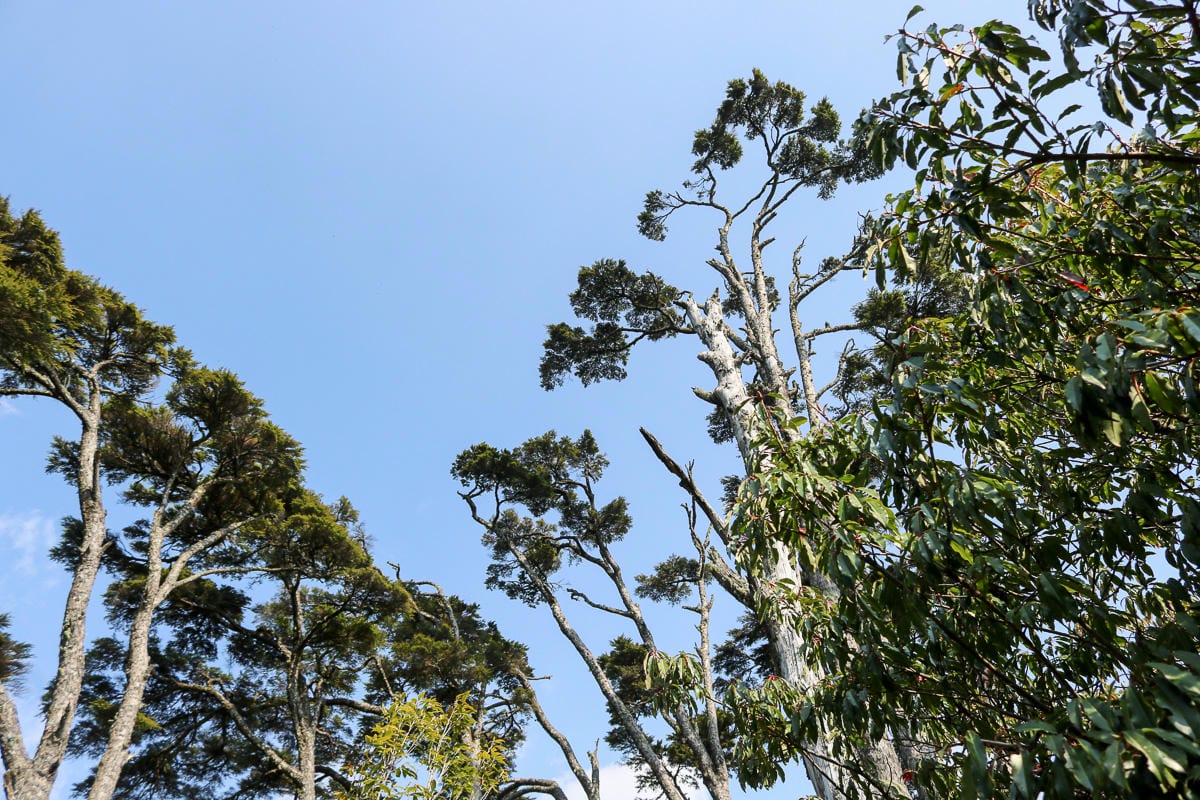 羅馬縱走百岳訓練場 極品中級山羅葉尾山～馬武佐野郡山