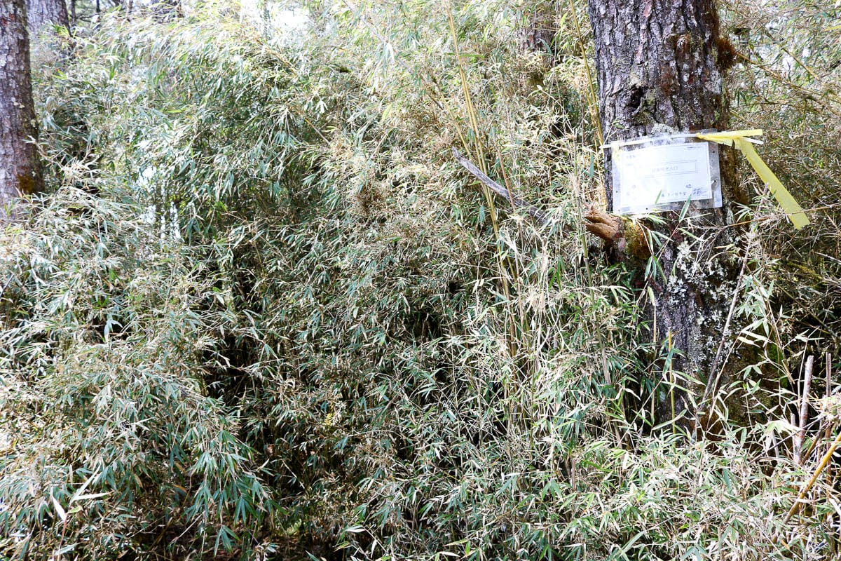 羅馬縱走百岳訓練場 極品中級山羅葉尾山～馬武佐野郡山