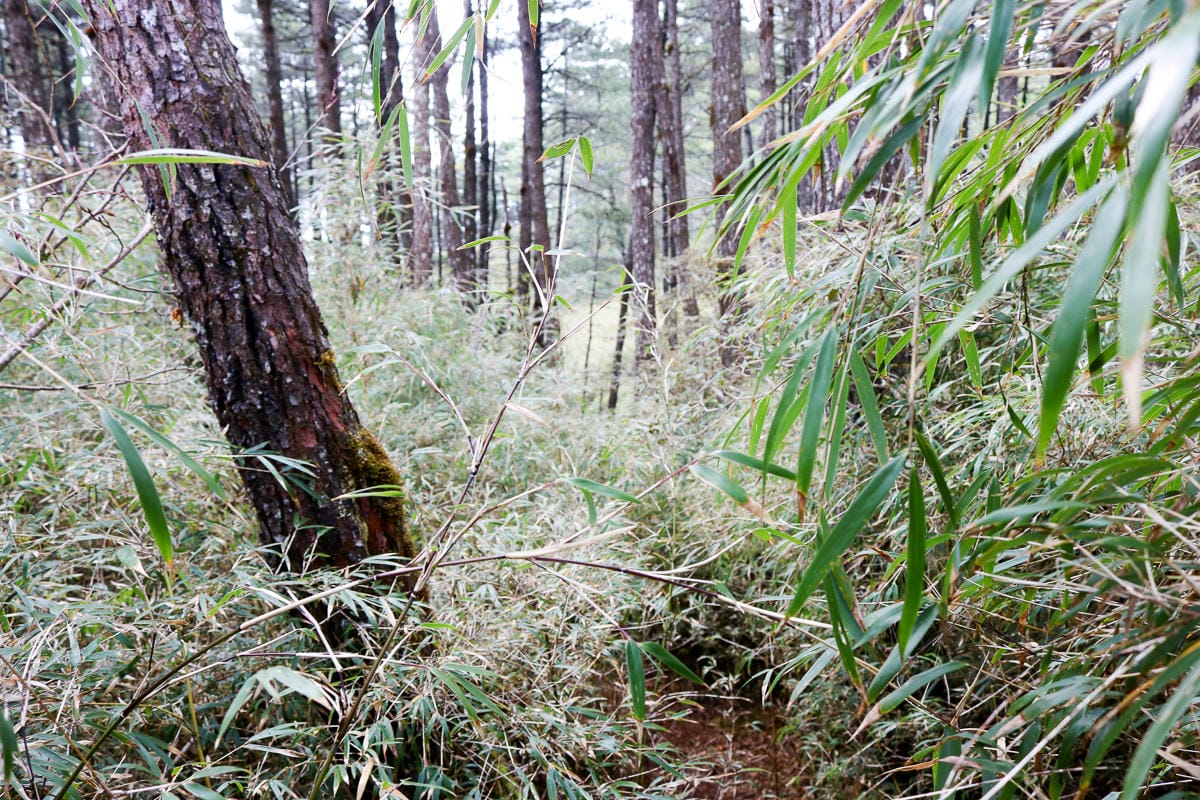 羅馬縱走百岳訓練場 極品中級山羅葉尾山～馬武佐野郡山