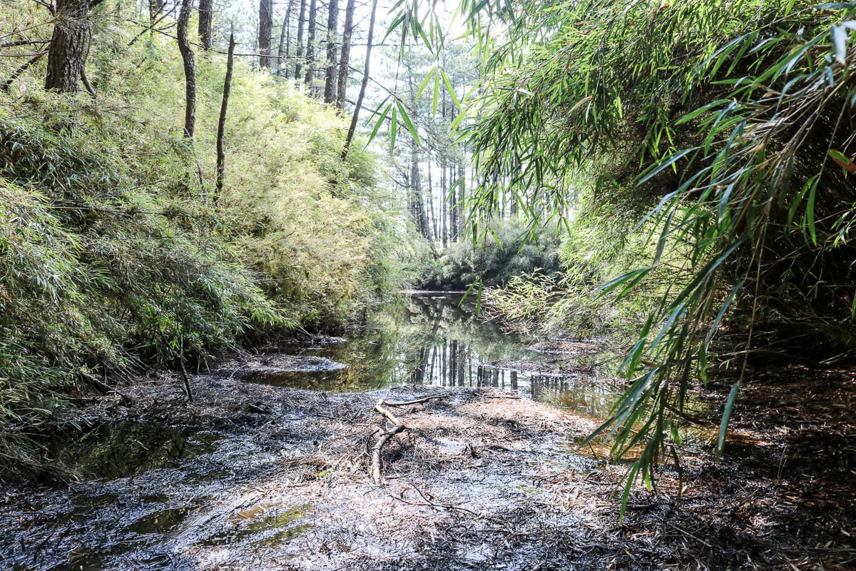 羅馬縱走百岳訓練場 極品中級山羅葉尾山～馬武佐野郡山