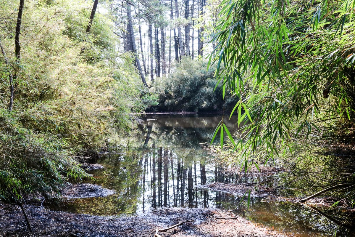 羅馬縱走百岳訓練場 極品中級山羅葉尾山～馬武佐野郡山