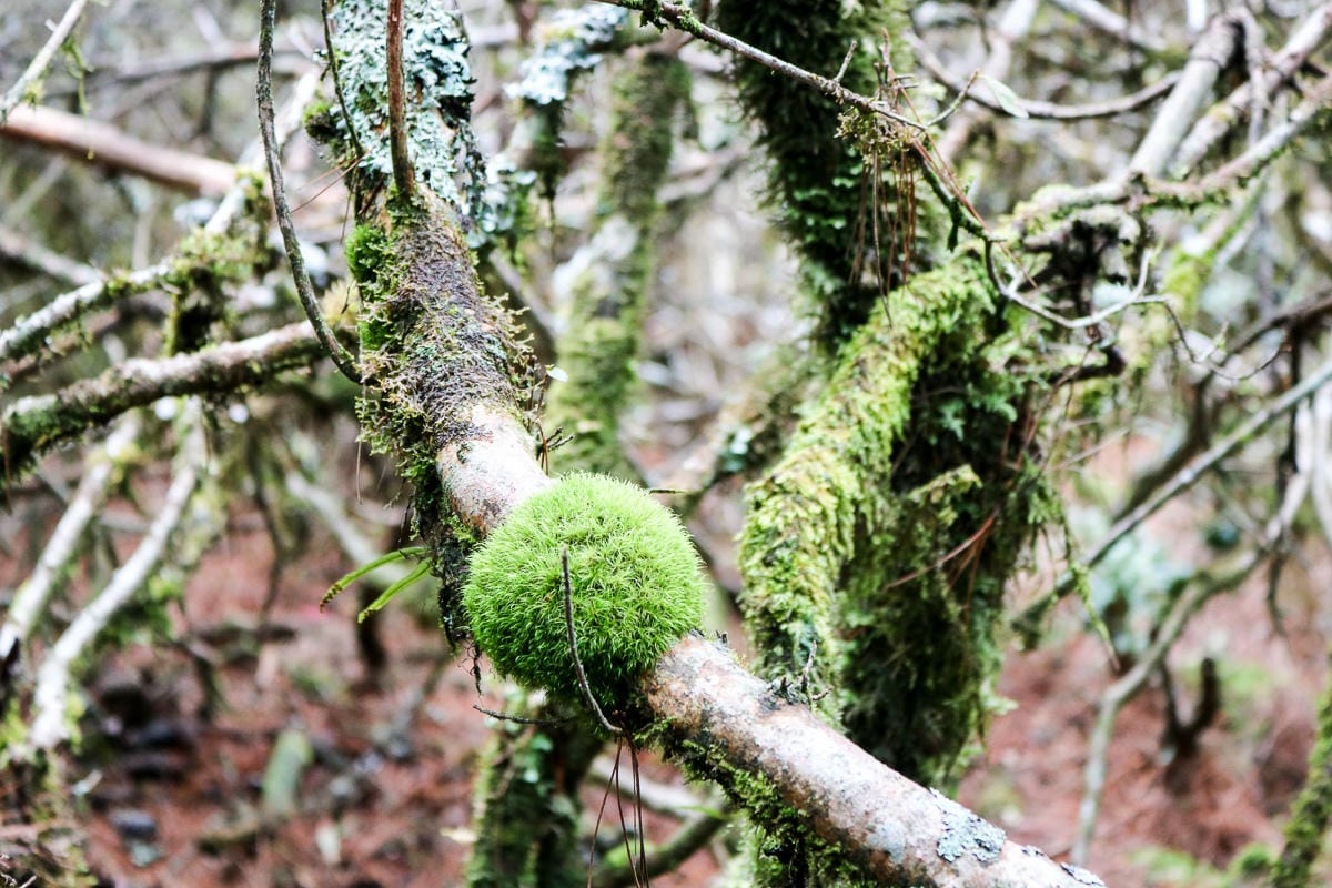 羅馬縱走百岳訓練場 極品中級山羅葉尾山～馬武佐野郡山