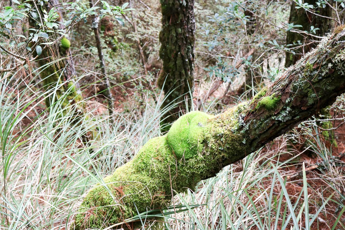 羅馬縱走百岳訓練場 極品中級山羅葉尾山～馬武佐野郡山