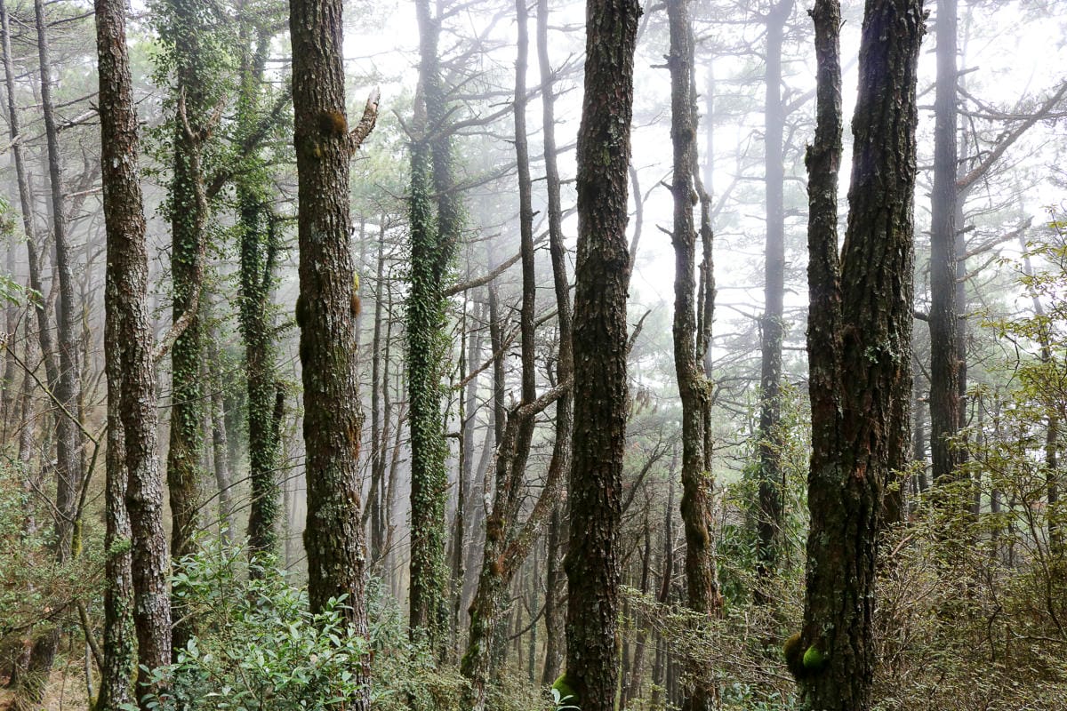 羅馬縱走百岳訓練場 極品中級山羅葉尾山～馬武佐野郡山