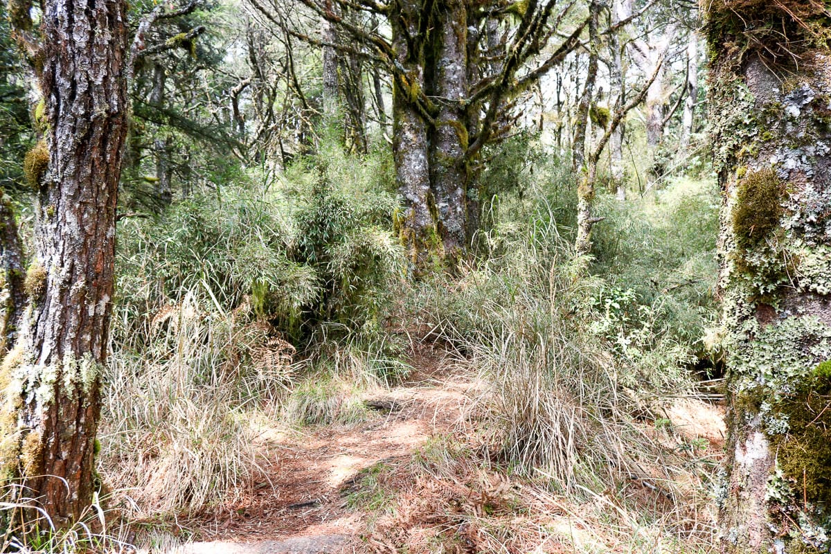 羅馬縱走百岳訓練場 極品中級山羅葉尾山～馬武佐野郡山