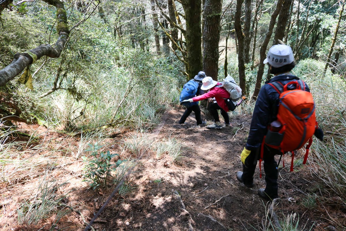 羅馬縱走百岳訓練場 極品中級山羅葉尾山～馬武佐野郡山