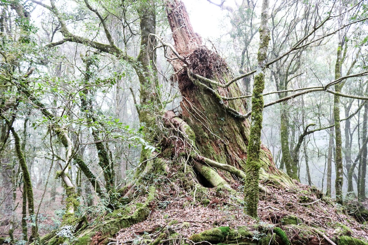 羅馬縱走百岳訓練場 極品中級山羅葉尾山～馬武佐野郡山