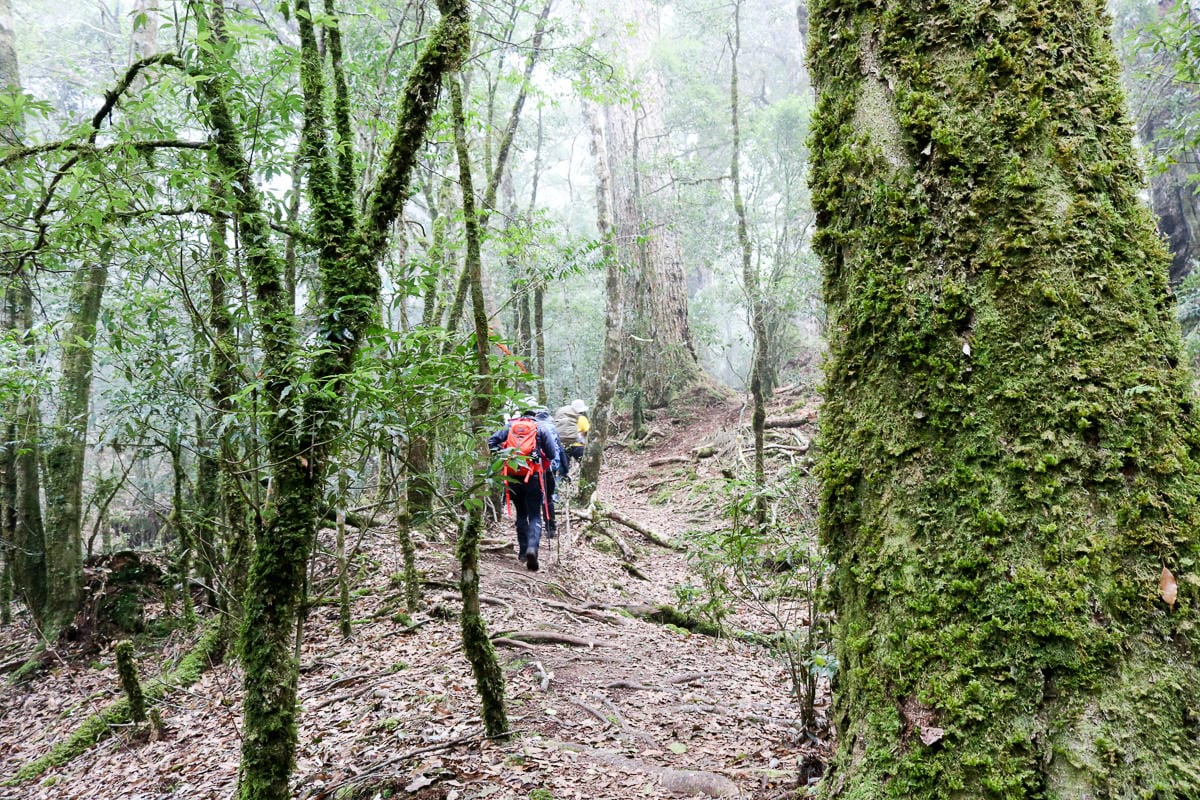 羅馬縱走百岳訓練場 極品中級山羅葉尾山～馬武佐野郡山