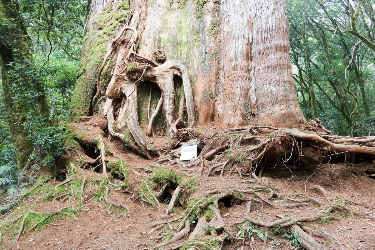 羅馬縱走百岳訓練場 極品中級山羅葉尾山～馬武佐野郡山