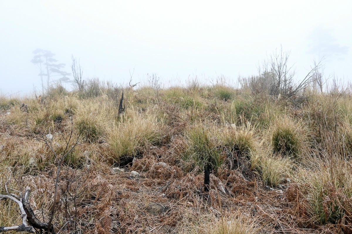 羅馬縱走百岳訓練場 極品中級山羅葉尾山～馬武佐野郡山