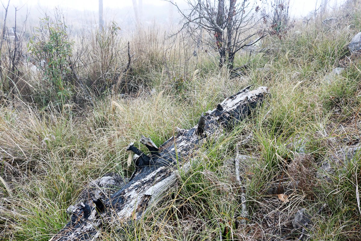 羅馬縱走百岳訓練場 極品中級山羅葉尾山～馬武佐野郡山