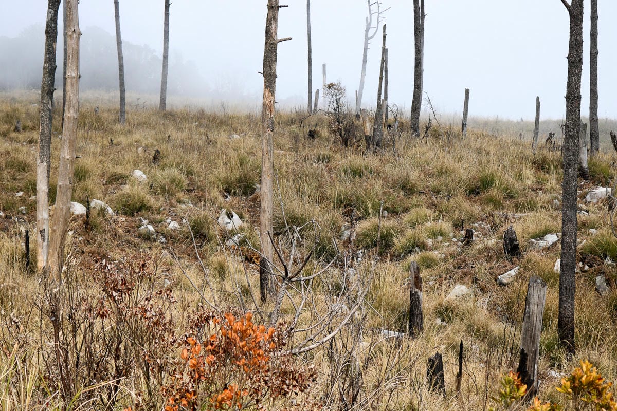 羅馬縱走百岳訓練場 極品中級山羅葉尾山～馬武佐野郡山