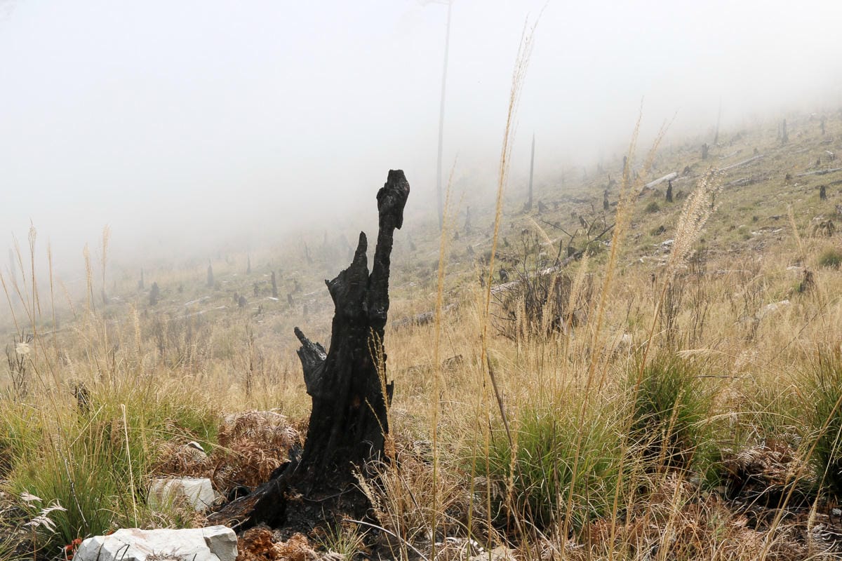 羅馬縱走百岳訓練場 極品中級山羅葉尾山～馬武佐野郡山