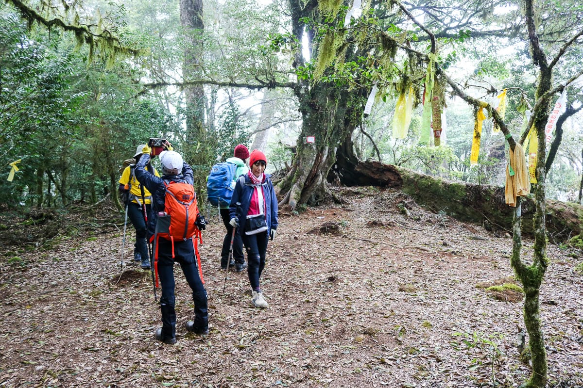 羅馬縱走百岳訓練場 極品中級山羅葉尾山～馬武佐野郡山
