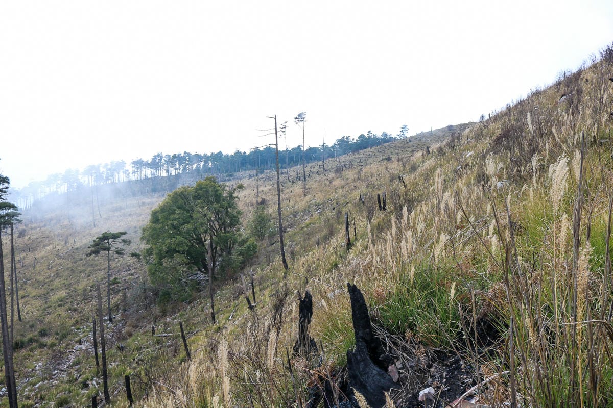 羅馬縱走百岳訓練場 極品中級山羅葉尾山～馬武佐野郡山