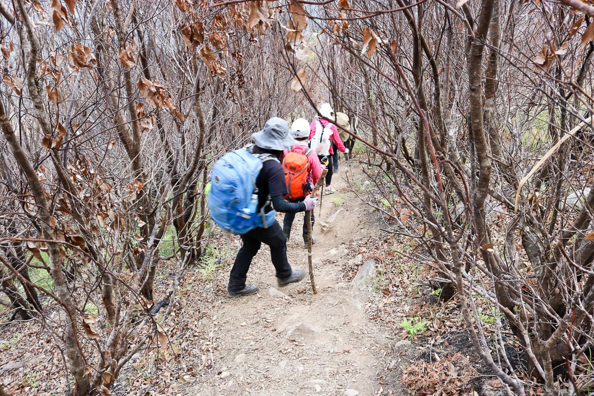 羅馬縱走百岳訓練場 極品中級山羅葉尾山～馬武佐野郡山