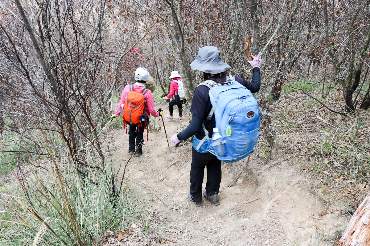 羅馬縱走百岳訓練場 極品中級山羅葉尾山～馬武佐野郡山