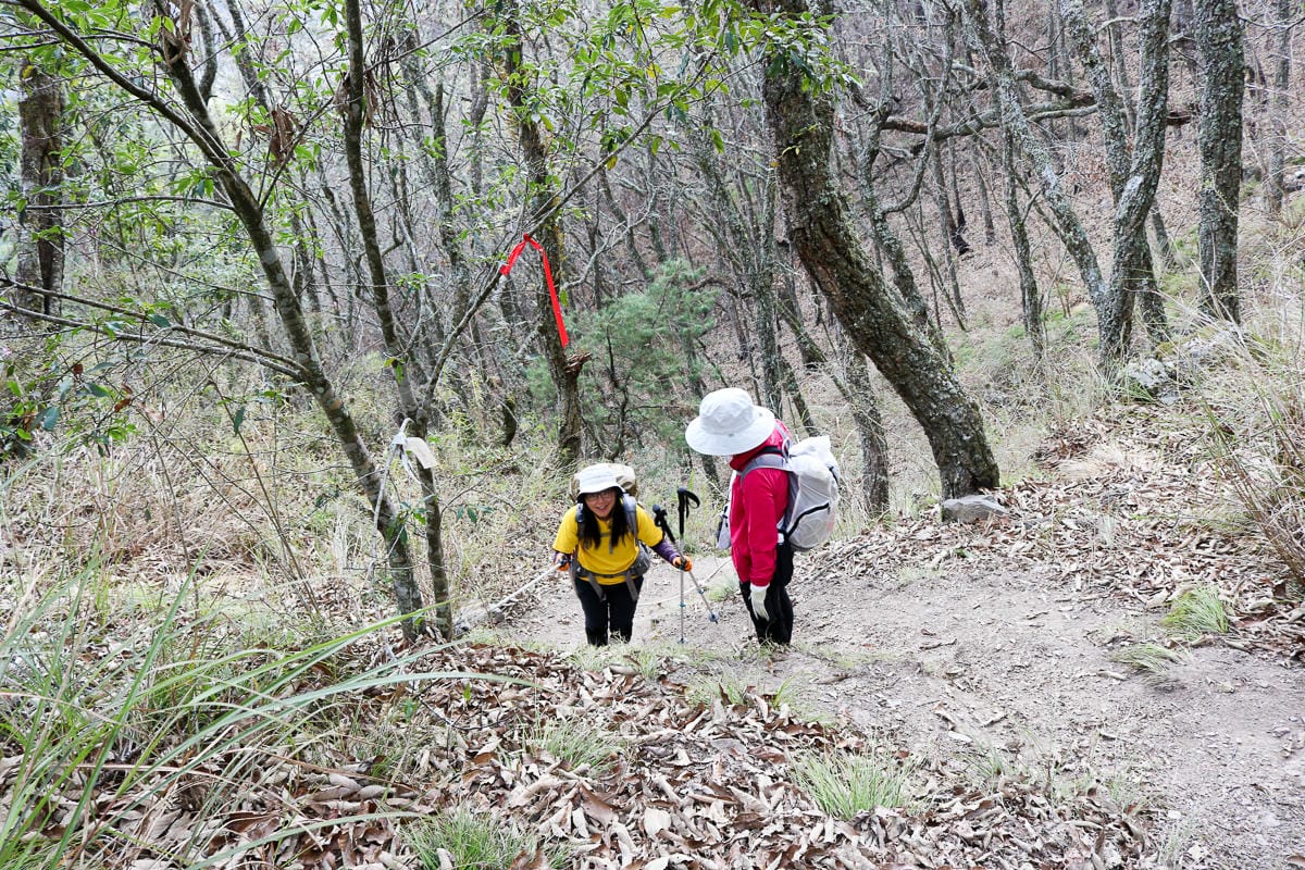 羅馬縱走百岳訓練場 極品中級山羅葉尾山～馬武佐野郡山