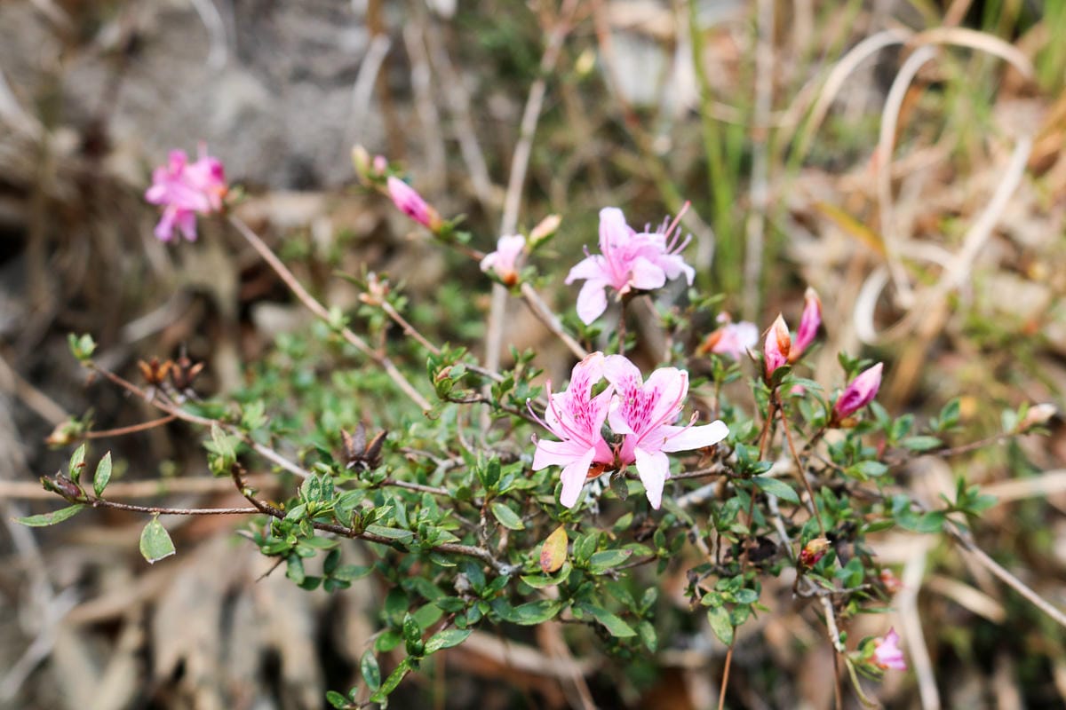 羅馬縱走百岳訓練場 極品中級山羅葉尾山～馬武佐野郡山