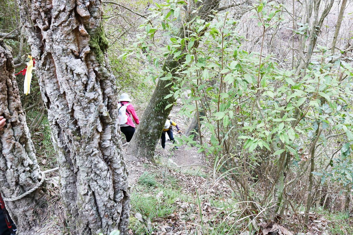 羅馬縱走百岳訓練場 極品中級山羅葉尾山～馬武佐野郡山