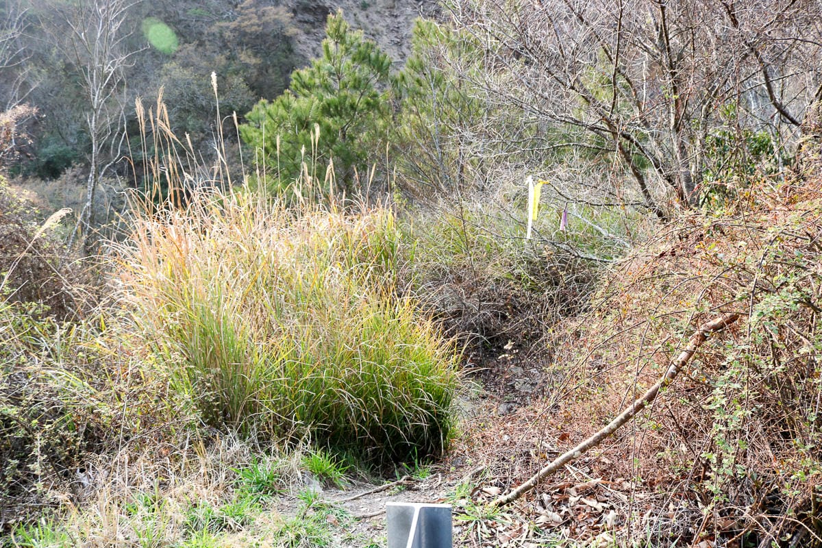 羅馬縱走百岳訓練場 極品中級山羅葉尾山～馬武佐野郡山