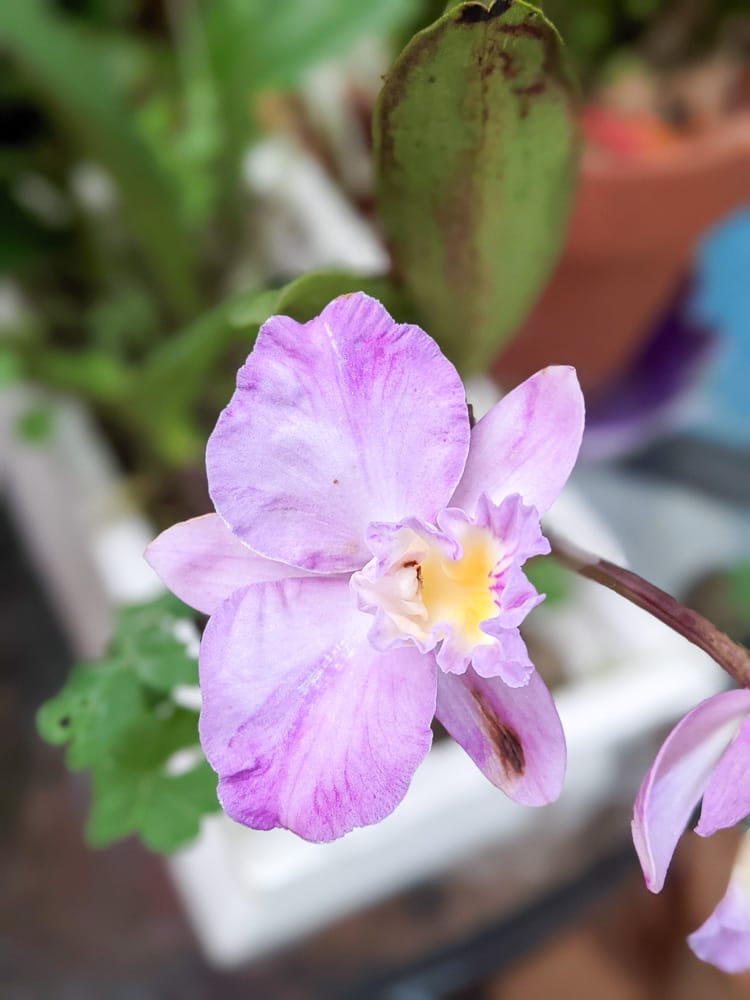 三峽大埔五寮尖早餐 素早點全手工自製佛心飯糰豆漿