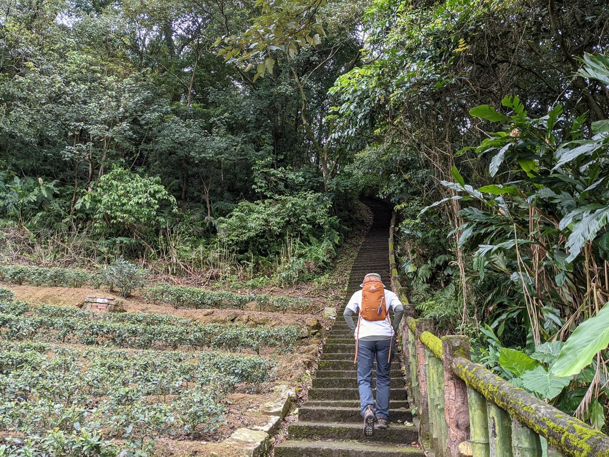 木柵猴山岳登山步道新手可以嗎？拉繩攀爬找雙扇蕨