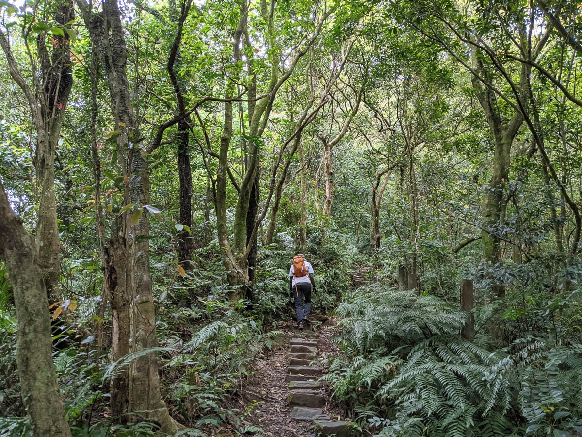 木柵猴山岳登山步道新手可以嗎？拉繩攀爬找雙扇蕨